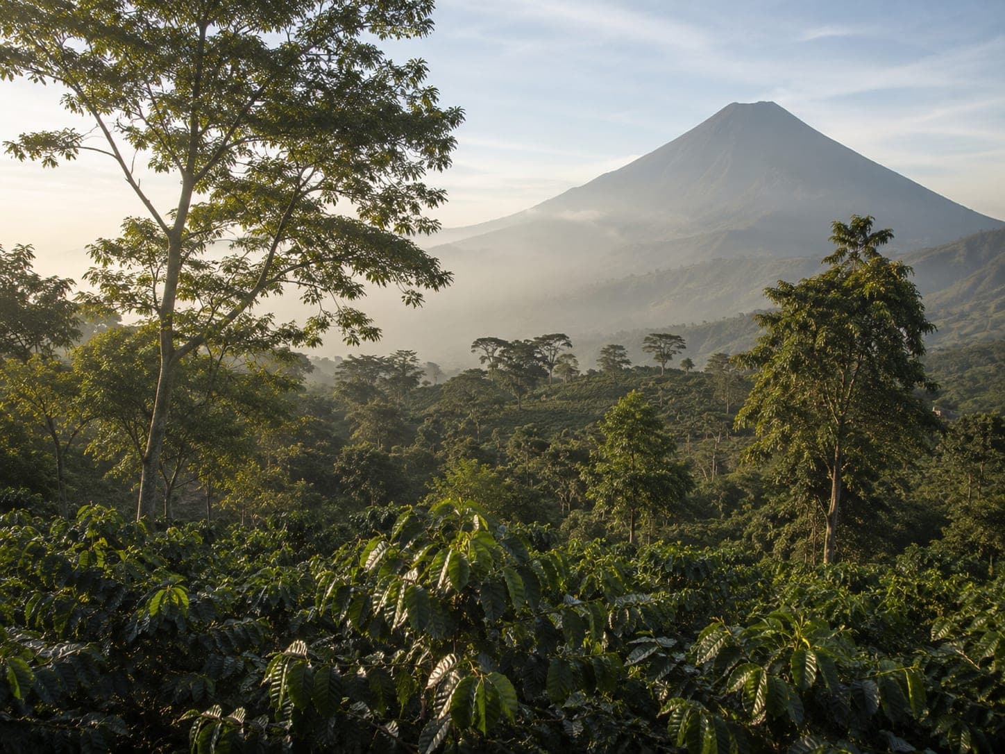 Wide view of Finca Acatenango coffee farm with shade-grown coffee plants in the foreground under a tree canopy and the volcanic cone of Acatenango rising in mid-distance through soft morning haze.