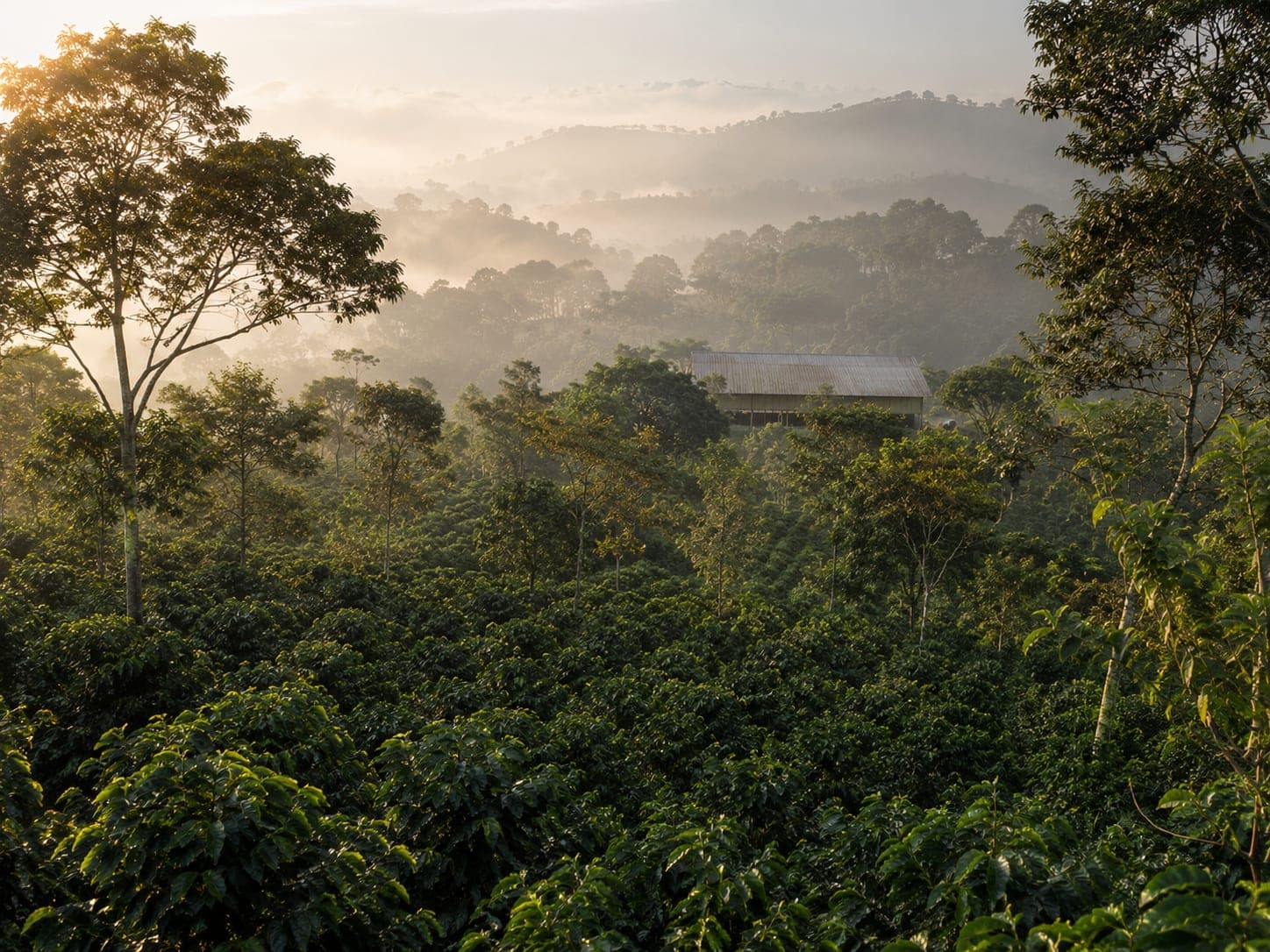 Wide morning view of a Yirgacheffe coffee field with gentle hills of coffee shrubs receding into soft mist, the corrugated roof of a distant washing station just visible above the tree line.