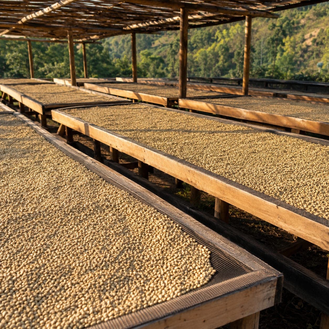 Receding perspective view of raised wooden drying beds spread with pale coffee in a working processing yard, lit by warm late-afternoon side light.