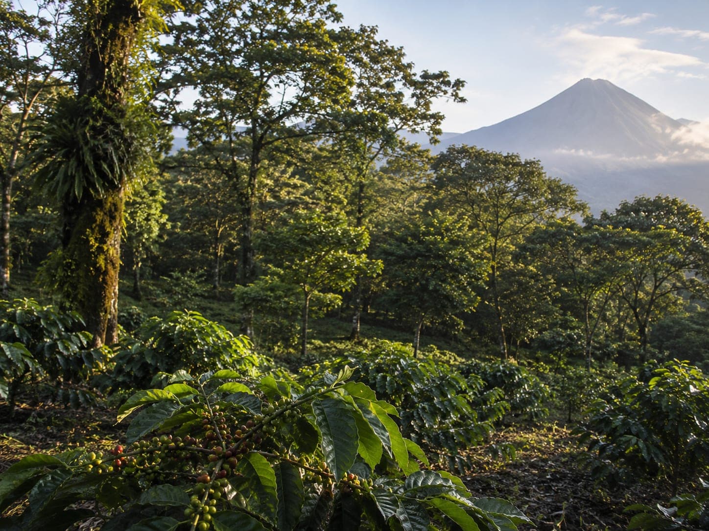 Wide low-angle view of a shade-grown coffee plot showing the mature native canopy above and young coffee plants below, with the volcanic cone of Acatenango in the distant haze.