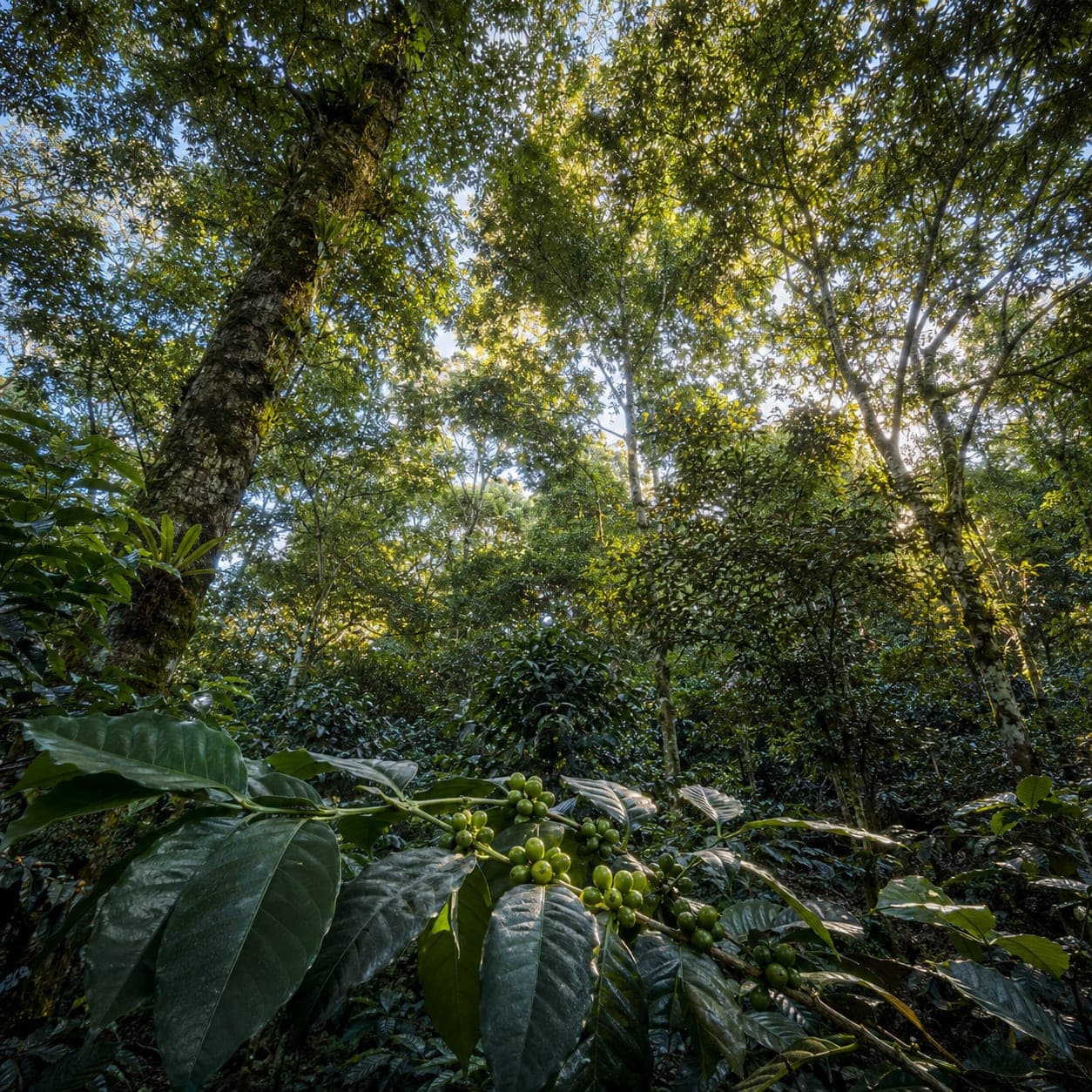 Tall native shade trees over a coffee plot at Acatenango with dappled morning light filtering through the canopy onto young green coffee cherries below.