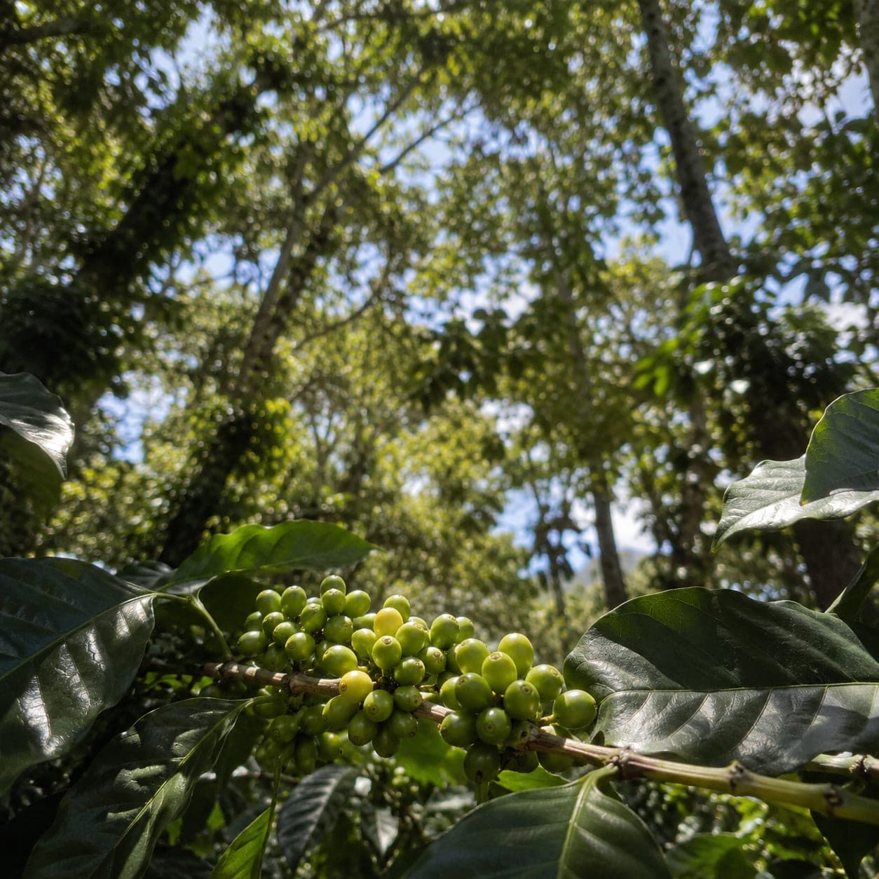 Detail looking up through the shade-tree canopy at Finca Acatenango with dappled light and young green coffee cherries on a branch.