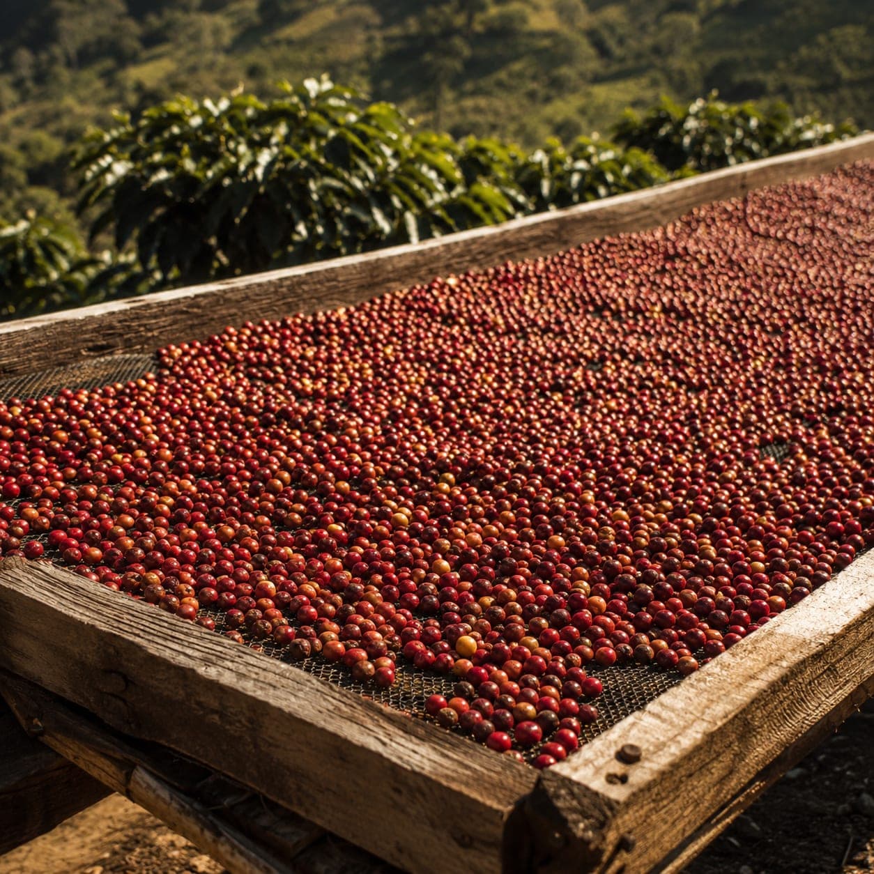 Detail shot of a solar drying patio at Finca El Paraíso with rows of red coffee cherries spread across raised wooden beds.