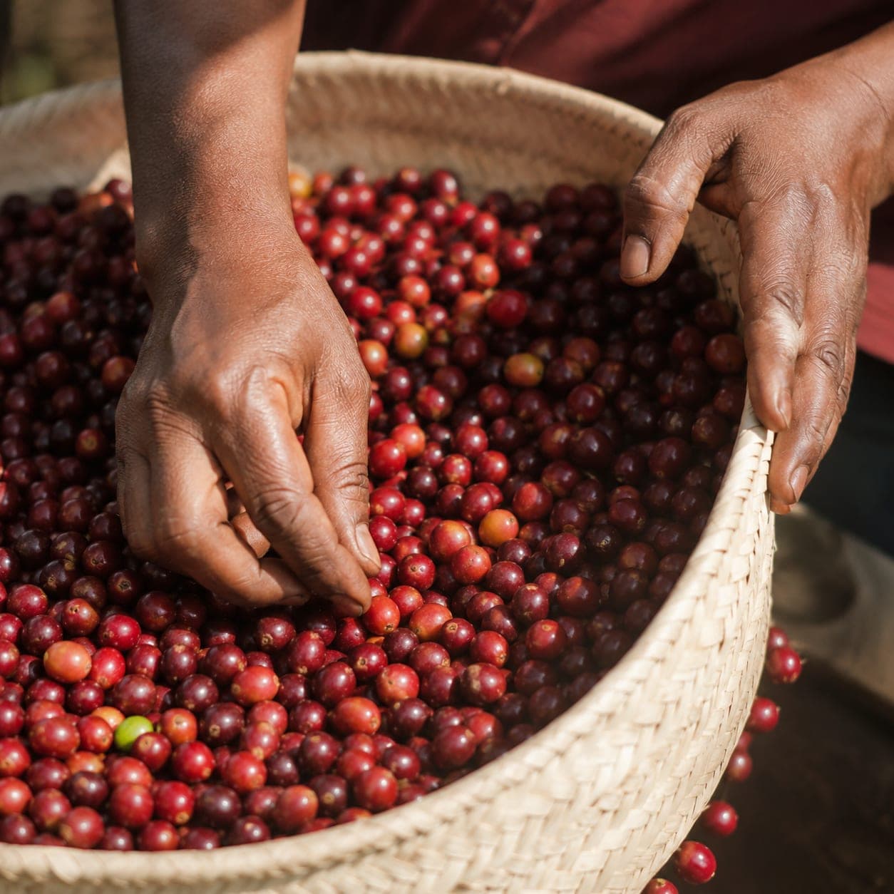Detail shot of an adult cooperative member's hands sorting ripe red coffee cherries against a pale woven basket in soft daylight.